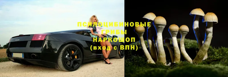 Псилоцибиновые грибы Psilocybine cubensis  ОМГ ОМГ сайт  Лыткарино  продажа наркотиков 